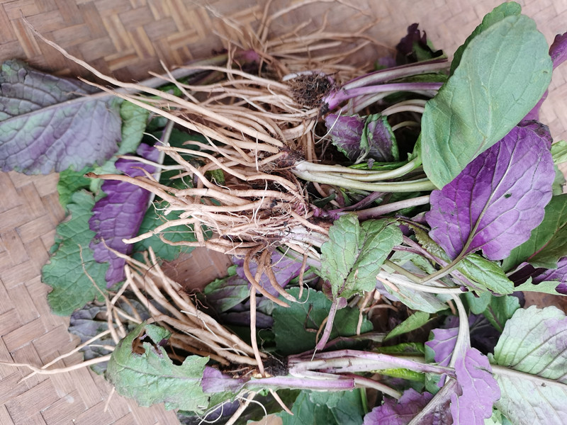 贵州野青菜中药材 新鲜菊三七天青地红青菜野茼蒿地产中草药500克