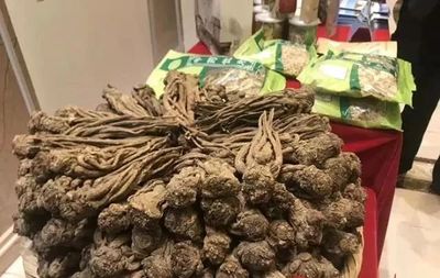 千年药乡上央视,岷县当归出国门